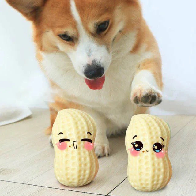 Corgi dog with two cute peanut-shaped toys on a light wooden floor.